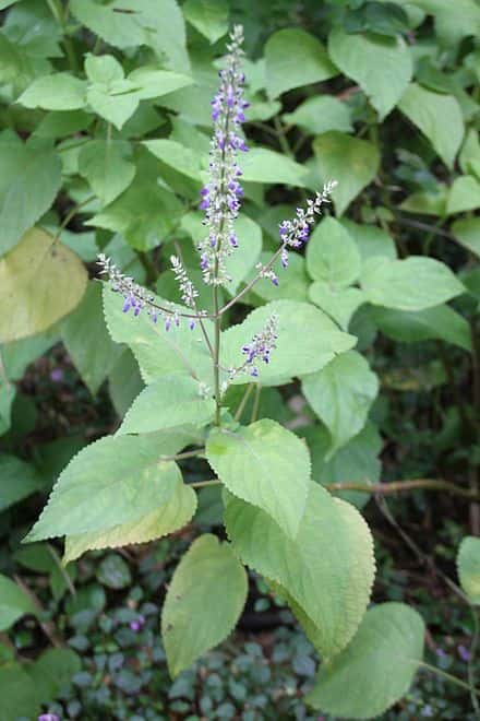 Coleus scutellarioides - Coleus scutellarioides