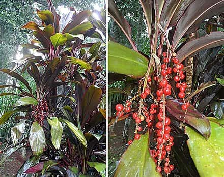 Cordyline fruticosa - Cordyline fruticosa