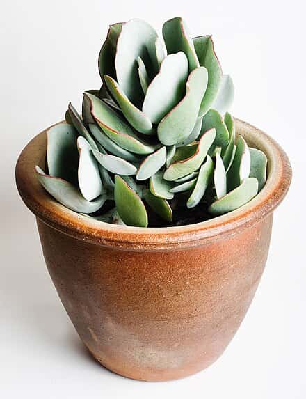 Crassula arborescens - Crassula arborescens