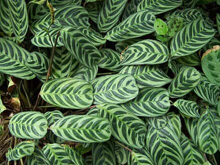 Ctenanthe burle-marxii - Ctenanthe burle-marxii