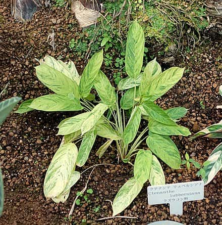 Ctenanthe lubbersiana - Ctenanthe lubbersiana