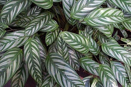 Ctenanthe oppenheimiana - Ctenanthe oppenheimiana
