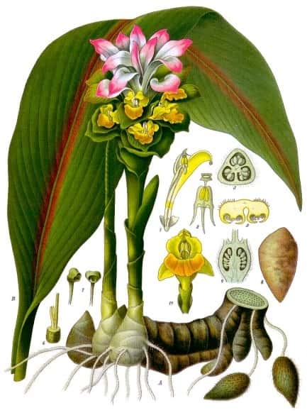 Curcuma zedoaria - Curcuma zedoaria