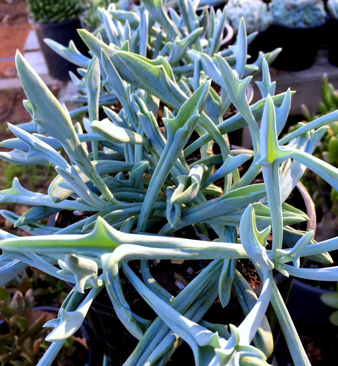 Curio 'Trident Blue'