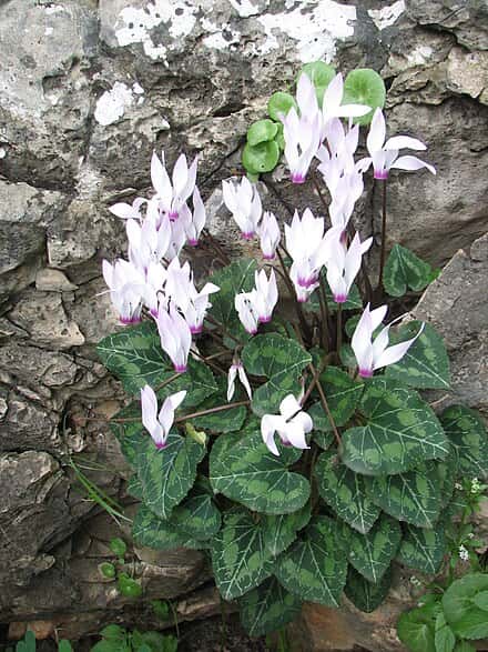 Cyclamen persicum - Cyclamen persicum
