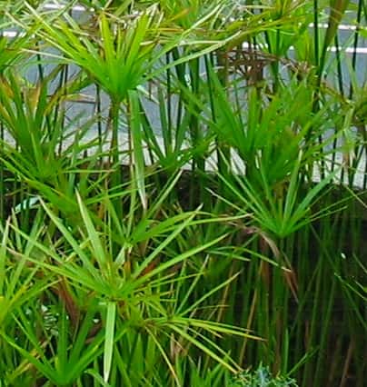 Cyperus alternifolius - Cyperus alternifolius