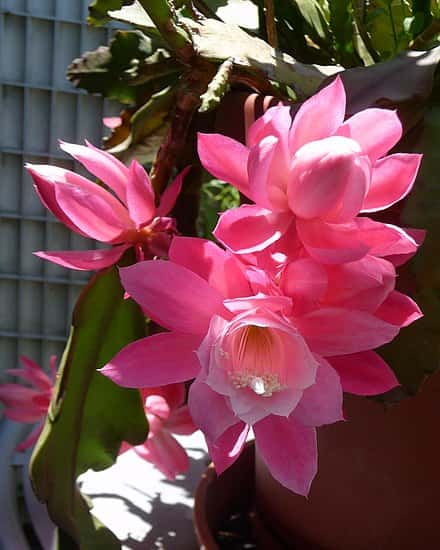 Disocactus phyllanthoides - Disocactus phyllanthoides