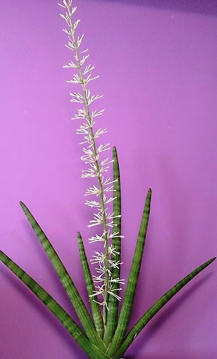Image of Dracaena angolensis (Dracaena angolensis)
