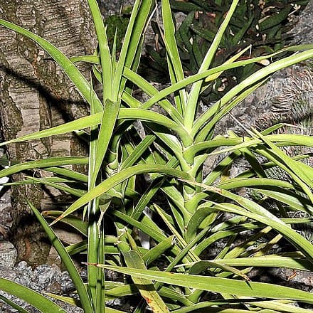 Image of Dracaena arborescens (Dracaena arborescens)