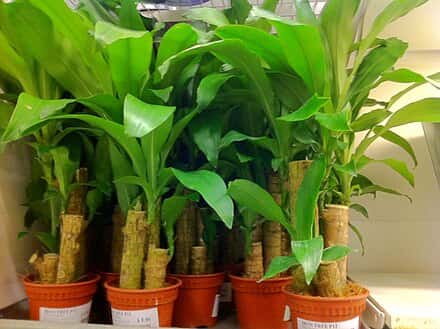 Dracaena fragrans - Dracaena fragrans
