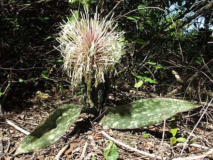 Dracaena pethera - Dracaena pethera