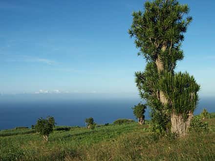 Dracaena reflexa - Dracaena reflexa