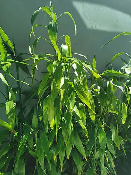 Dracaena sanderiana - Dracaena sanderiana