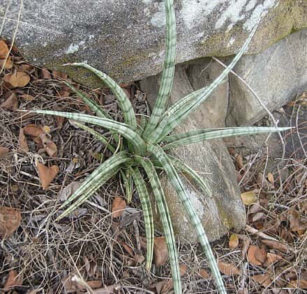 Dracaena suffruticosa - Dracaena suffruticosa