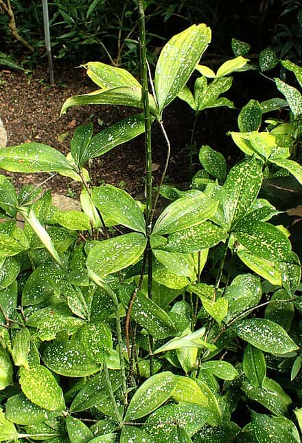 Dracaena surculosa - Dracaena surculosa
