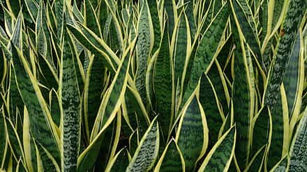 Dracaena trifasciata - Dracaena trifasciata