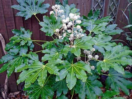 Fatsia japonica - Fatsia japonica