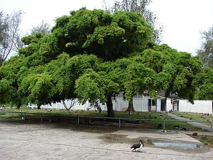 Ficus benjamina - Ficus benjamina