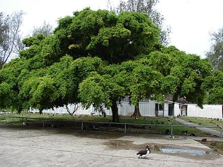 Image of Ficus benjamina (Ficus benjamina)