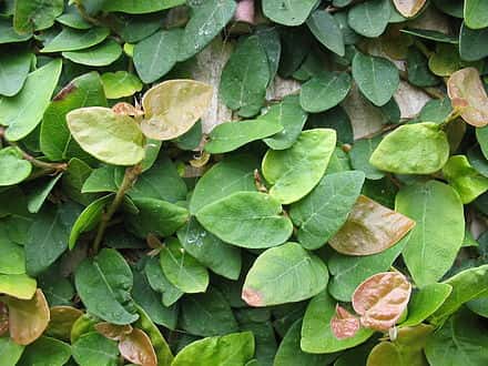 Ficus pumila - Ficus pumila