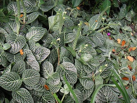 Image of Fittonia albivenis (Fittonia albivenis)
