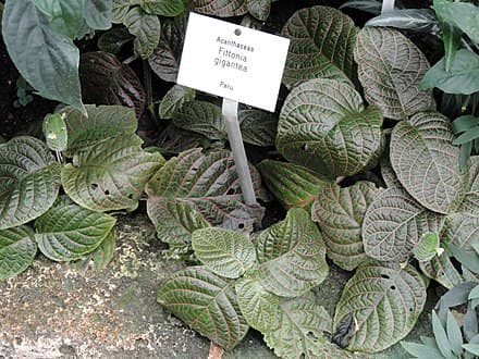 Image of Fittonia gigantea (Fittonia gigantea)