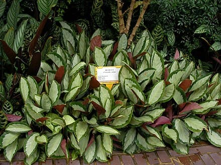 Goeppertia picturata - Goeppertia picturata