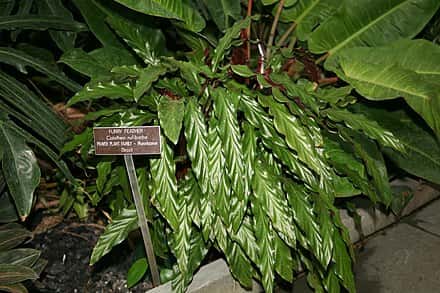 Goeppertia rufibarba - Goeppertia rufibarba