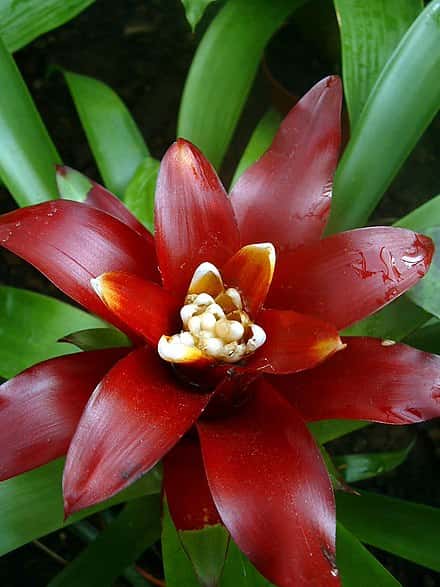 Guzmania lingulata - Guzmania lingulata