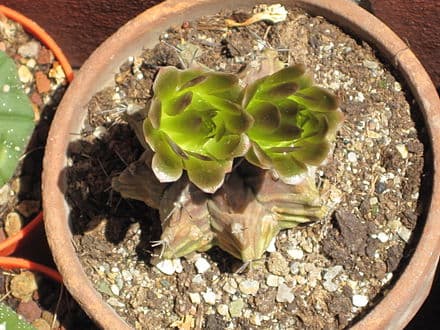 Image of Gymnocalycium mihanovichii (Gymnocalycium mihanovichii)
