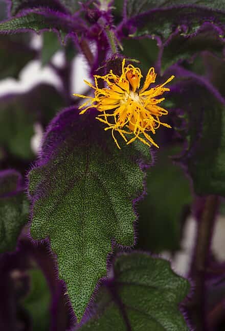 Gynura aurantiaca - Gynura aurantiaca