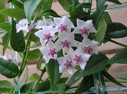 Hoya bella