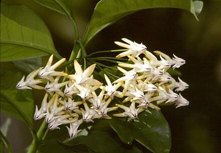 Hoya multiflora - Hoya multiflora