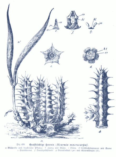 Huernia macrocarpa - Huernia macrocarpa