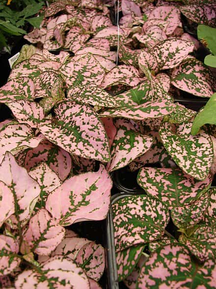 Hypoestes phyllostachya - Hypoestes phyllostachya