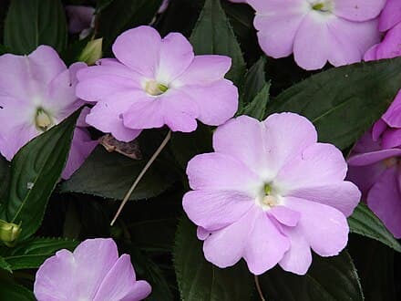 Impatiens hawkeri
