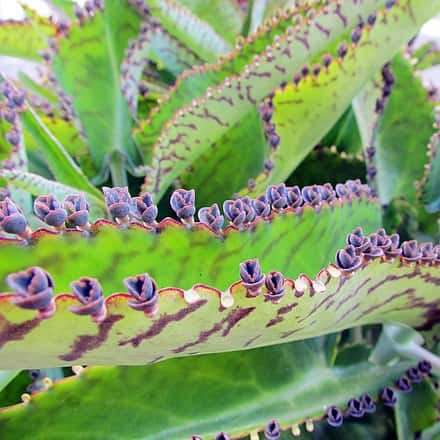 Kalanchoe daigremontiana - Kalanchoe daigremontiana