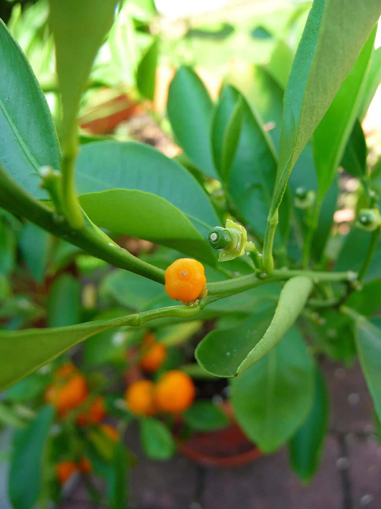Kishu mikan - Kishu mikan