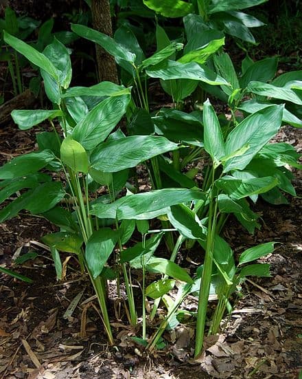 Maranta arundinacea - Maranta arundinacea