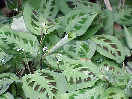 Maranta leuconeura - Maranta leuconeura