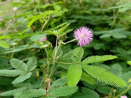 Mimosa pudica - Mimosa pudica