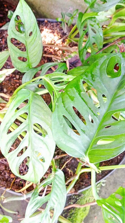 Image of Monstera adansonii (Monstera adansonii)