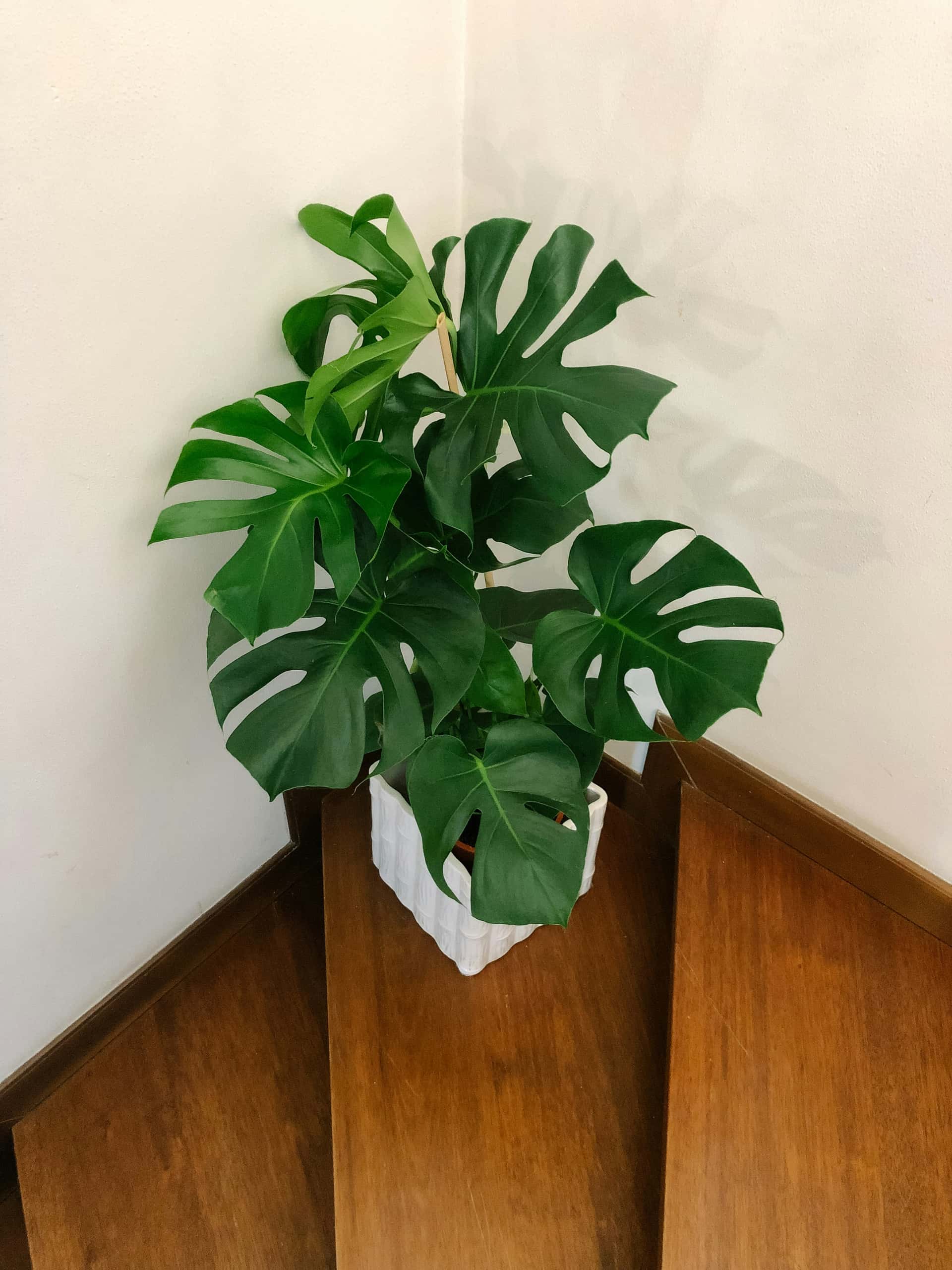 Monstera Deliciosa - Beautiful Plant