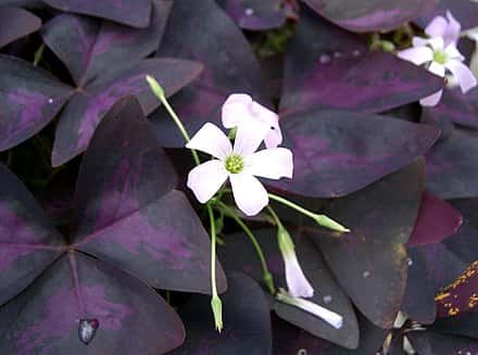 Oxalis triangularis - Oxalis triangularis