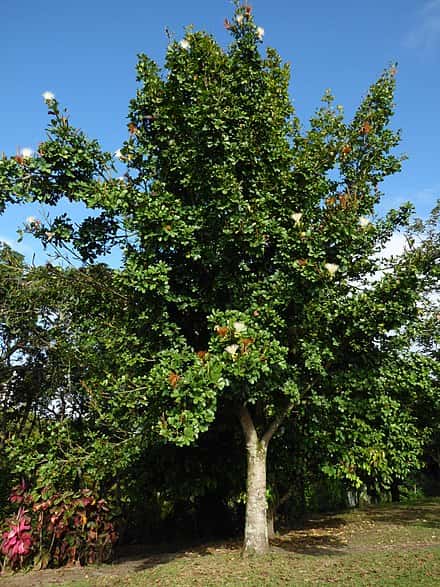 Pachira glabra - Pachira glabra