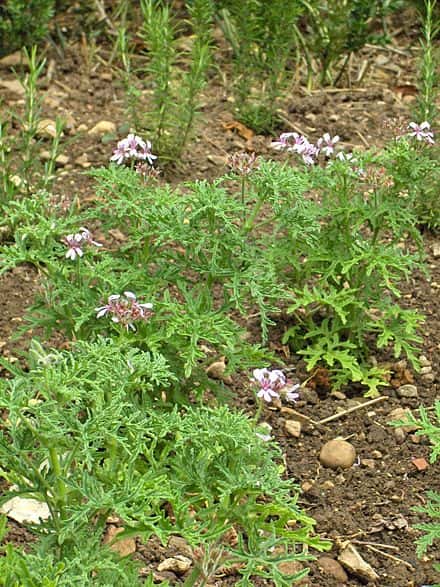 Pelargonium radens - Pelargonium radens