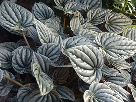 Peperomia griseoargentea - Peperomia griseoargentea