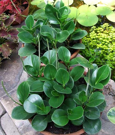Peperomia obtusifolia - Peperomia obtusifolia