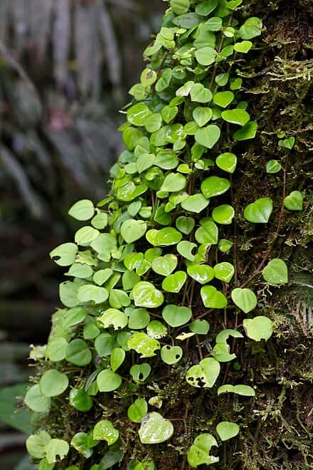 Peperomia serpens - Peperomia serpens