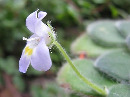 Petrocosmea forrestii - Petrocosmea forrestii